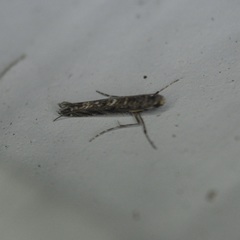 Neurobathra strigifinitella