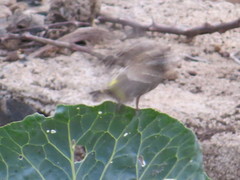 Crithagra reichenowi