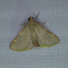 Hypsopygia binodulalis