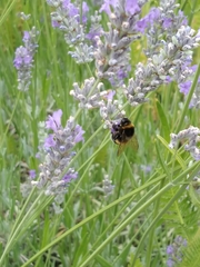 Bombus terrestris