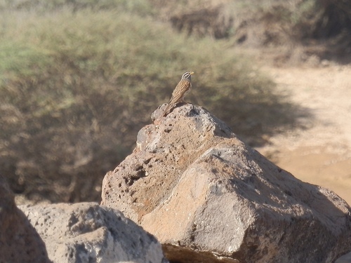 Cinnamon-breasted Bunting