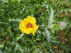 Argemone aenea
