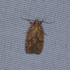 Agonopterix robiniella
