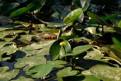 Nuphar lutea