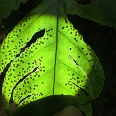 Tectaria rockii