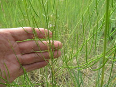 Dontostemon micranthus