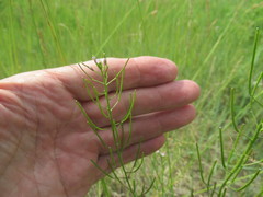 Dontostemon micranthus
