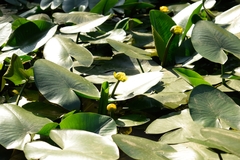 Nuphar lutea
