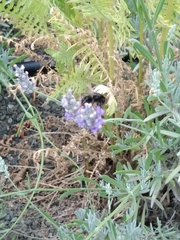 Bombus lapidarius