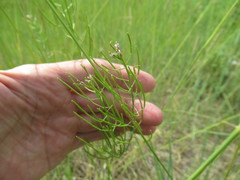 Dontostemon micranthus