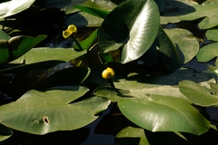 Nuphar lutea