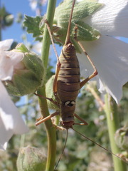 Ephippiger discoidalis