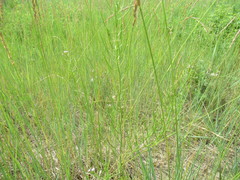 Dontostemon micranthus