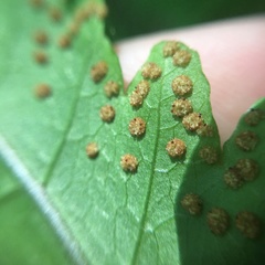 Tectaria rockii
