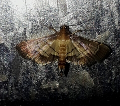 Cnaphalocrocis trebiusalis