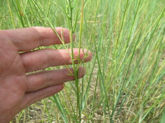 Dontostemon micranthus