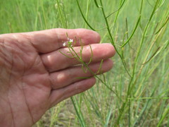 Dontostemon micranthus