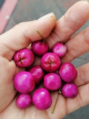 Syzygium paniculatum