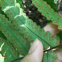 Tectaria rockii