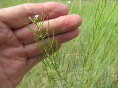 Dontostemon micranthus