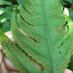 Tectaria rockii