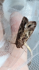Spodoptera cosmioides
