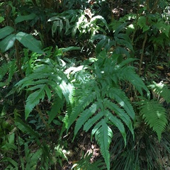 Tectaria rockii