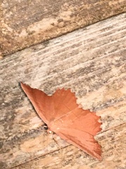 Euchlaena johnsonaria