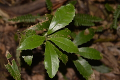 Polyosma cunninghamii