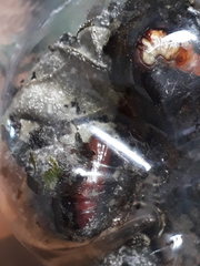 Spodoptera cosmioides