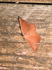 Euchlaena johnsonaria