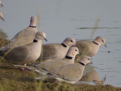 Streptopelia vinacea