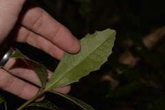 Polyosma cunninghamii