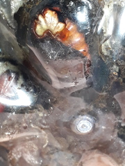 Spodoptera cosmioides