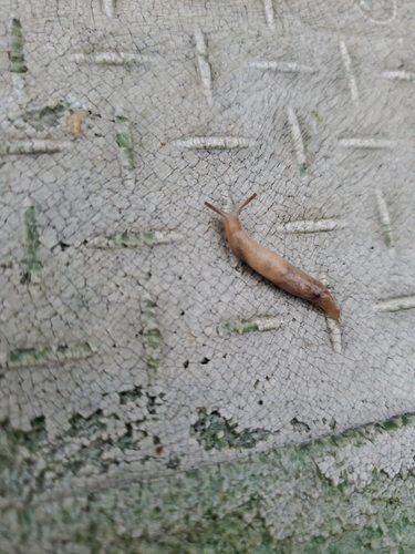 photo of Smooth Land Slugs (Deroceras)