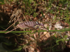 Ephippiger discoidalis