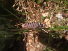 Ephippiger discoidalis