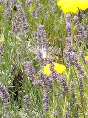 Iphiclides podalirius