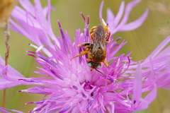 Epeoloides coecutiens