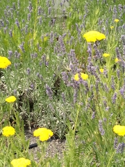 Iphiclides podalirius