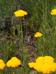 Iphiclides podalirius