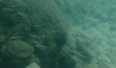 Ptereleotris heteroptera