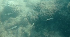 Ptereleotris heteroptera