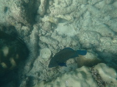 Cephalopholis formosa