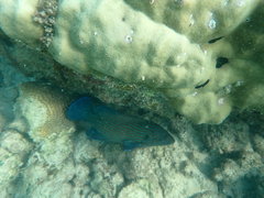 Cephalopholis formosa