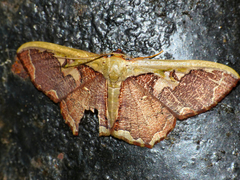 Zythos turbata