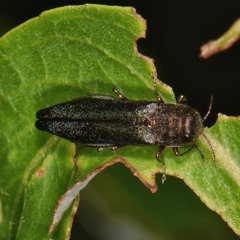 Agrilus politus