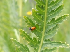 Hippodamia variegata