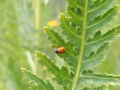 Hippodamia variegata