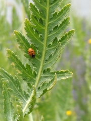 Hippodamia variegata